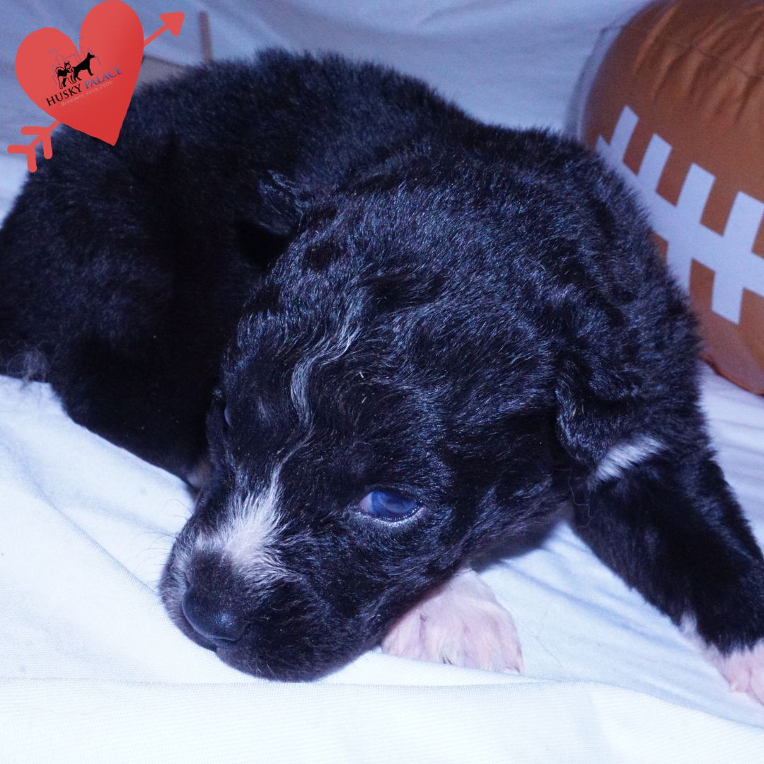Black Husky Puppy for sale Black Husky Puppy