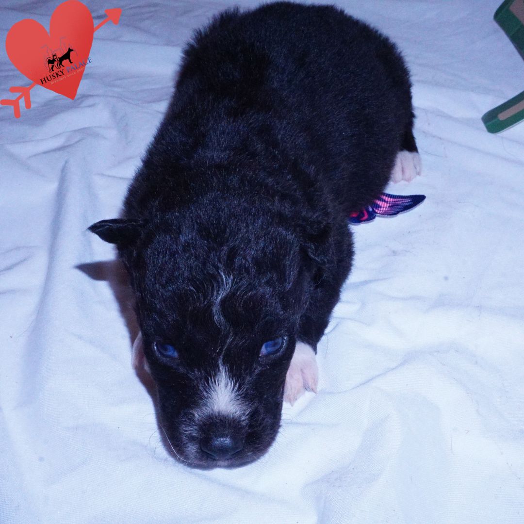Black Husky Puppy, kate Black Husky Puppy