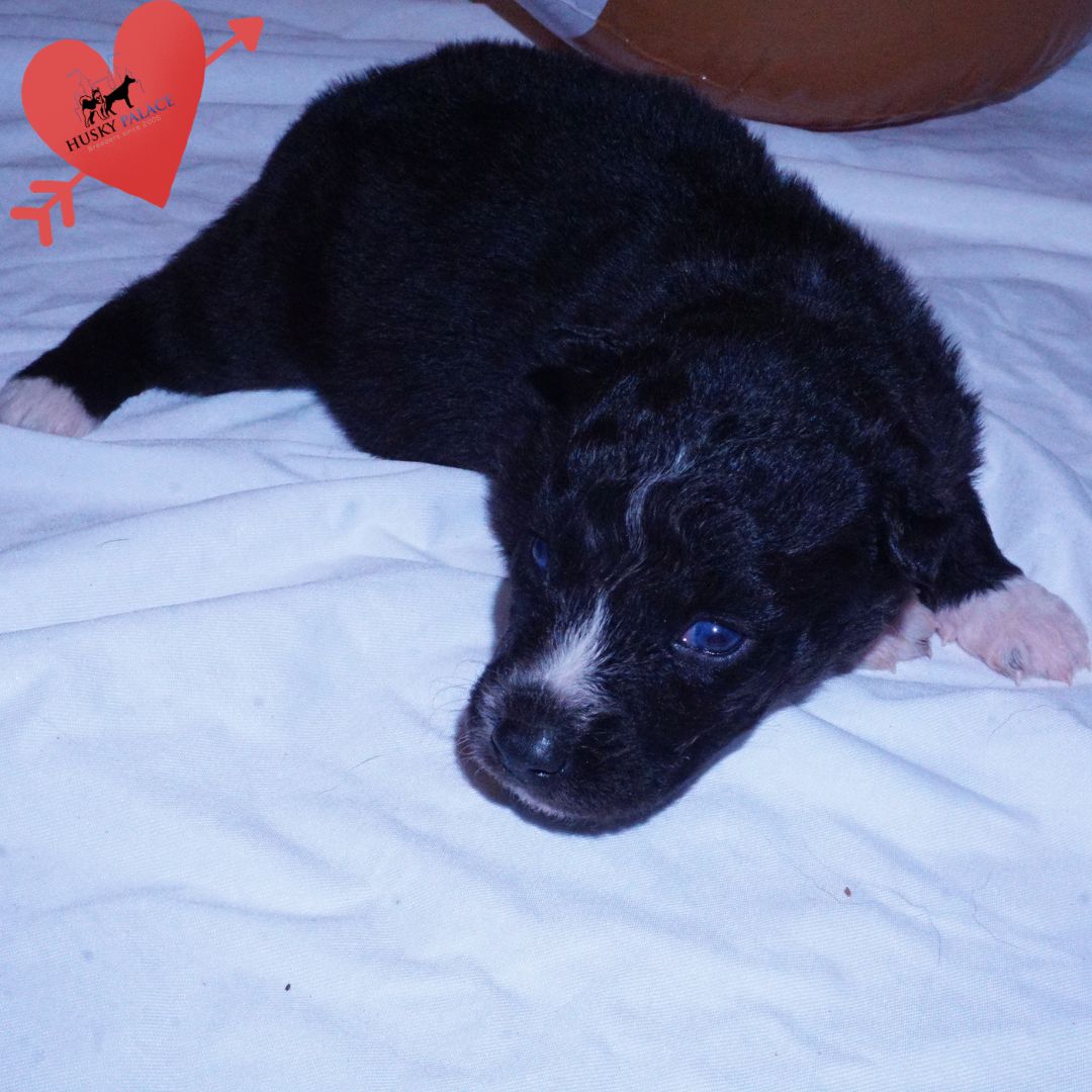 Black Husky Puppy – kate Black Husky Puppy