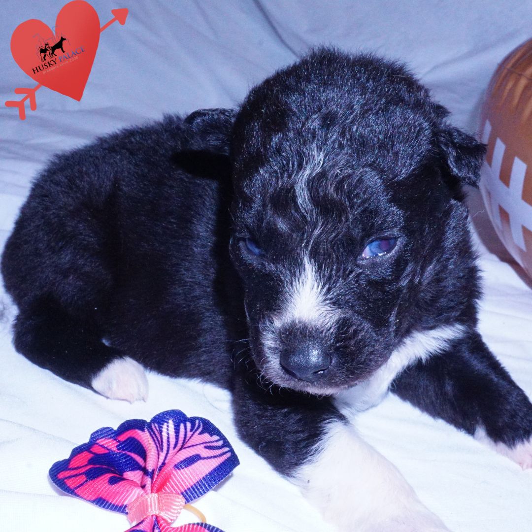 Black Husky Puppy near me Black Husky Puppy