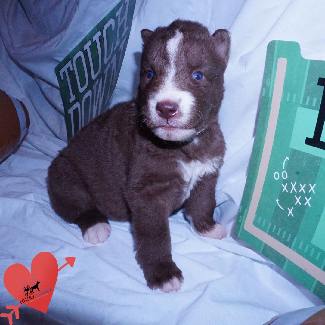 Champion Bloodlines Huskies pup Champion Bloodlines Huskies