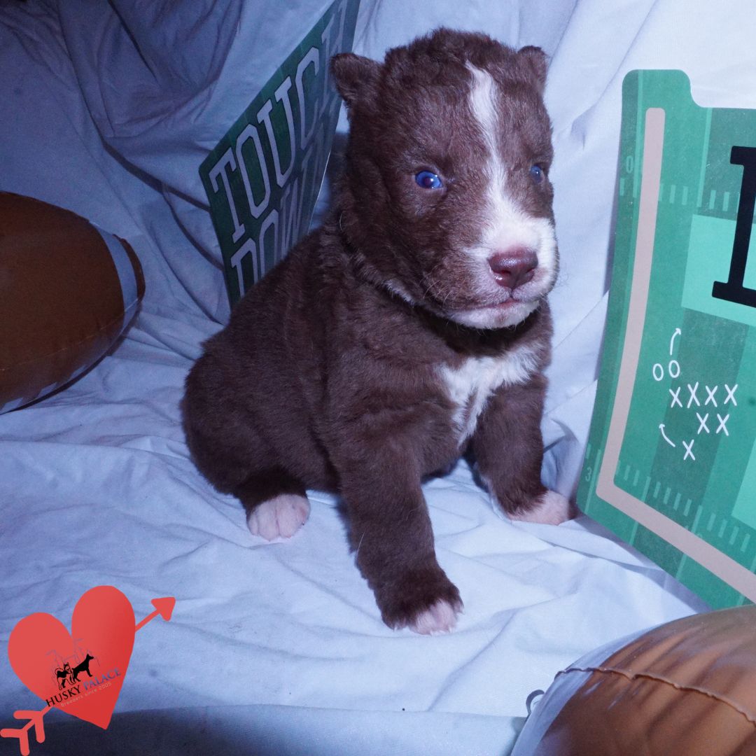 Champion Bloodlines Huskies puppy Champion Bloodlines Huskies