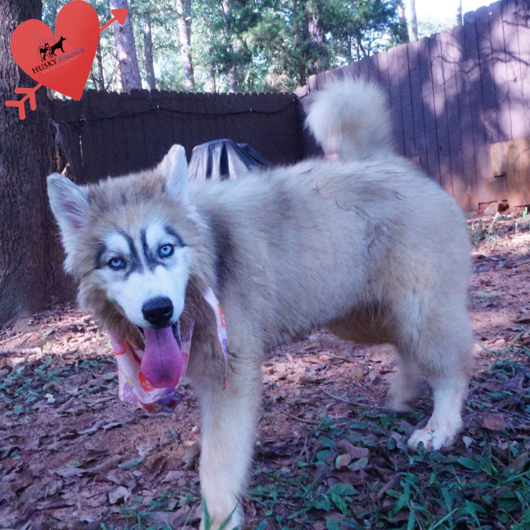 Husky Dog Breeders