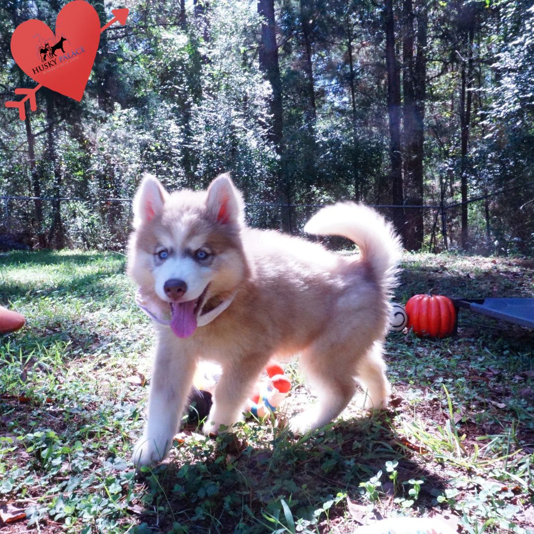 Red Female Husky