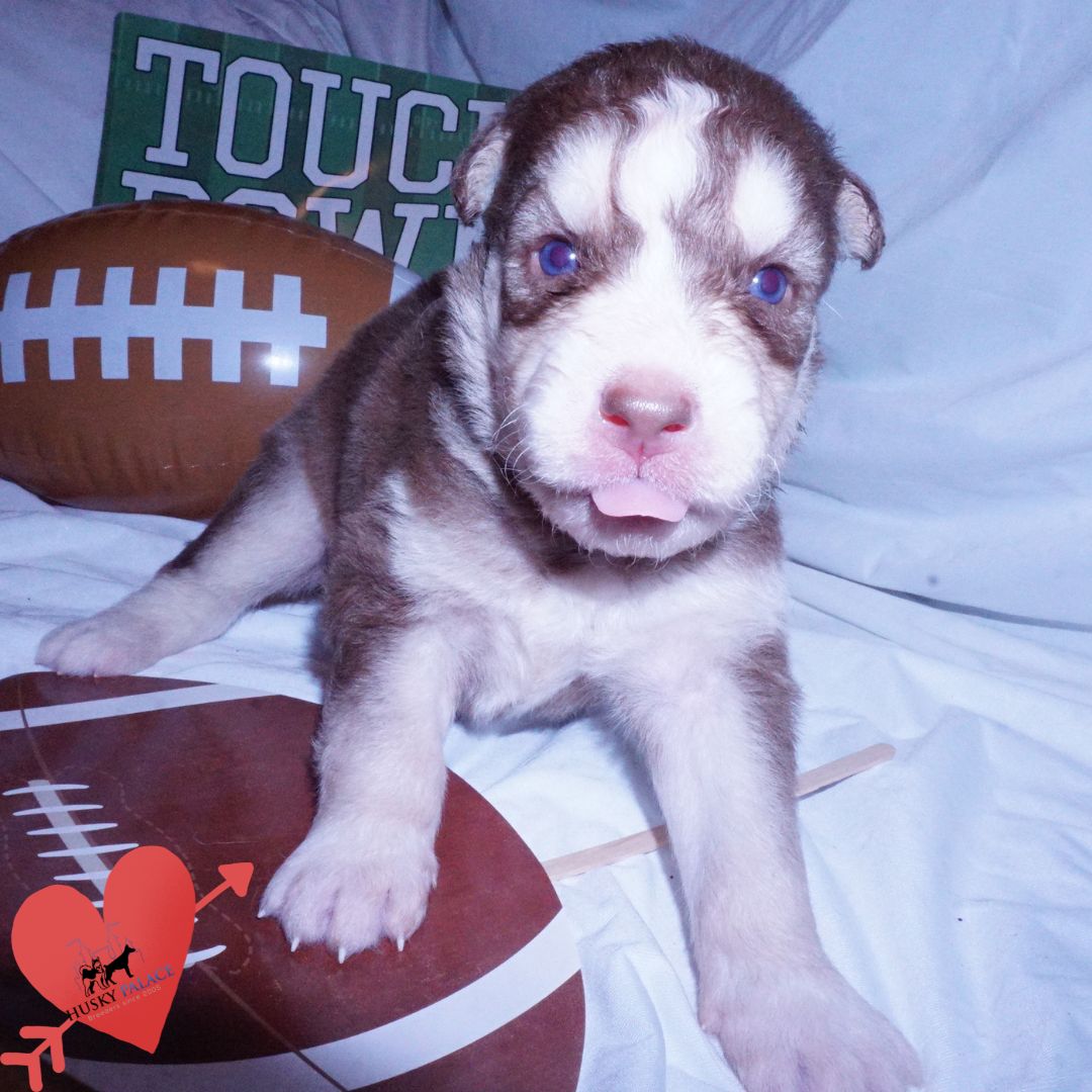 Red Siberian Husky
