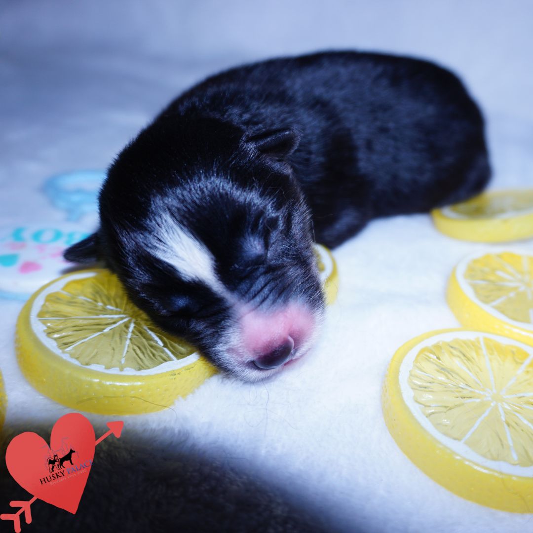 Siberian Husky Puppies For Sale