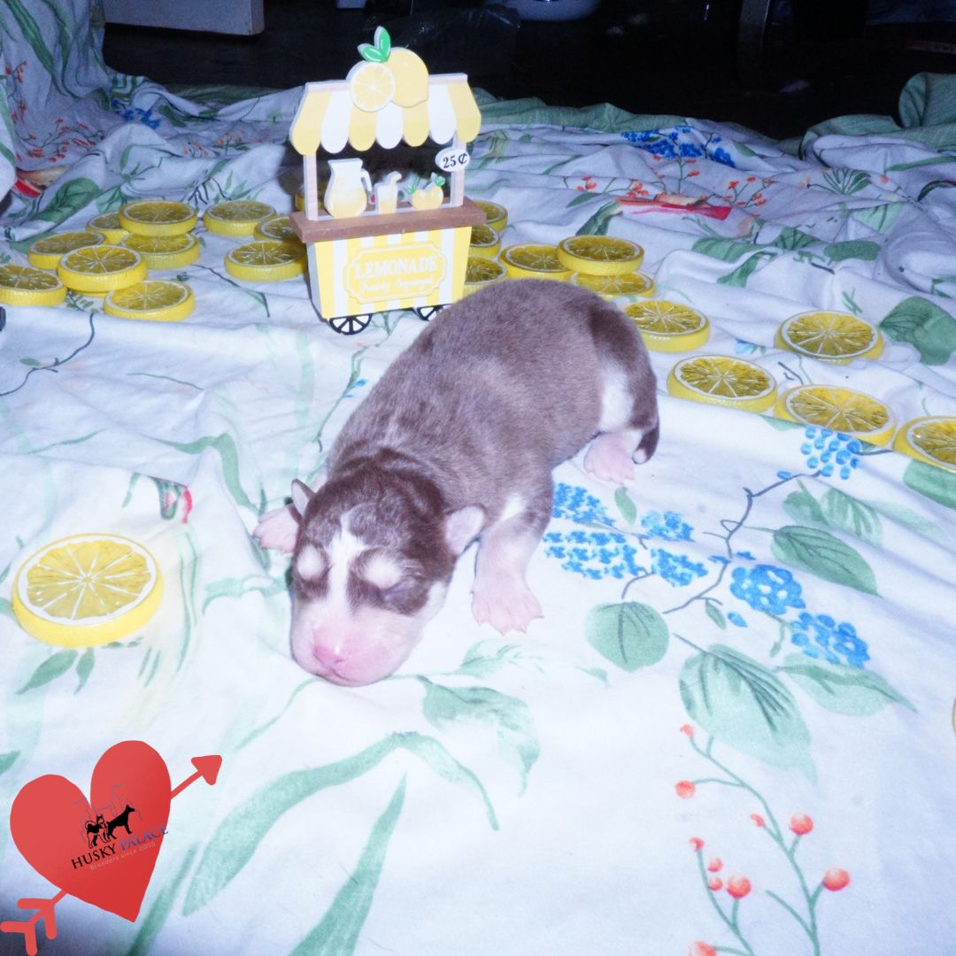Siberian Husky Puppies For Sale