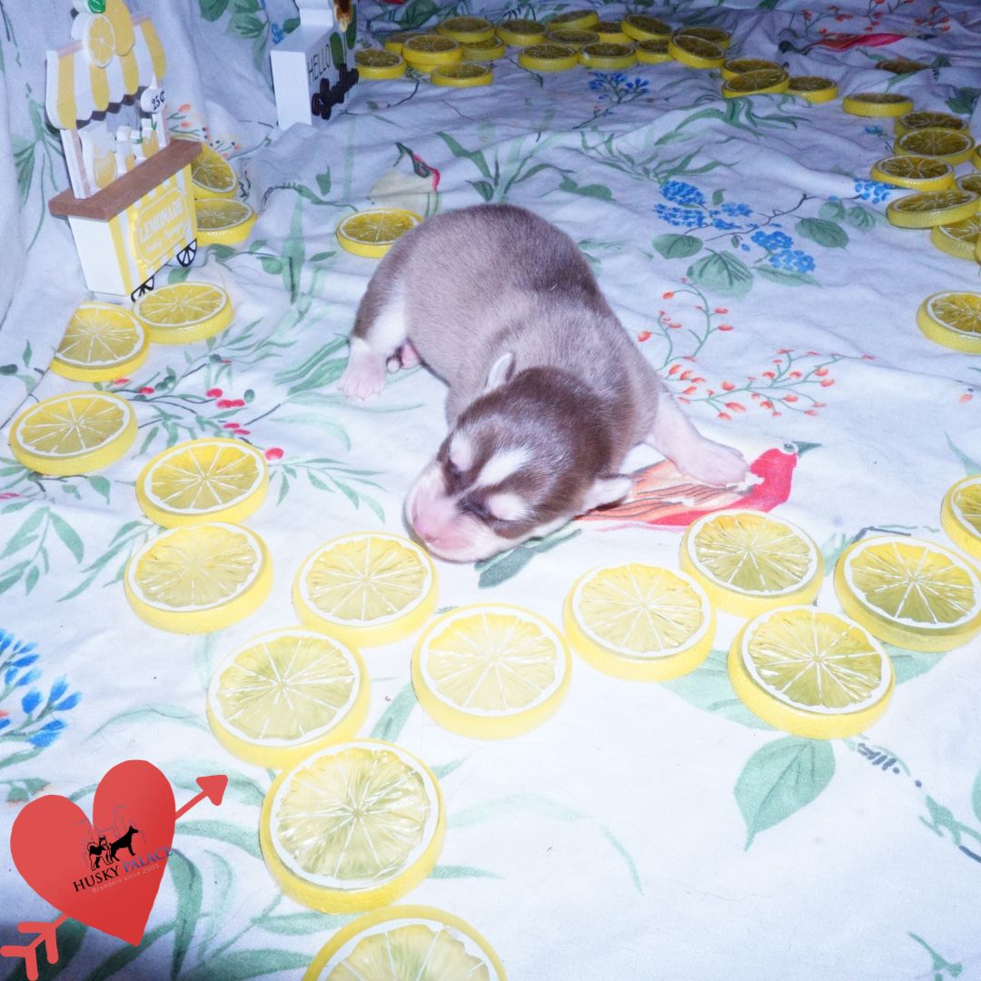 Siberian Husky Puppies For Sale