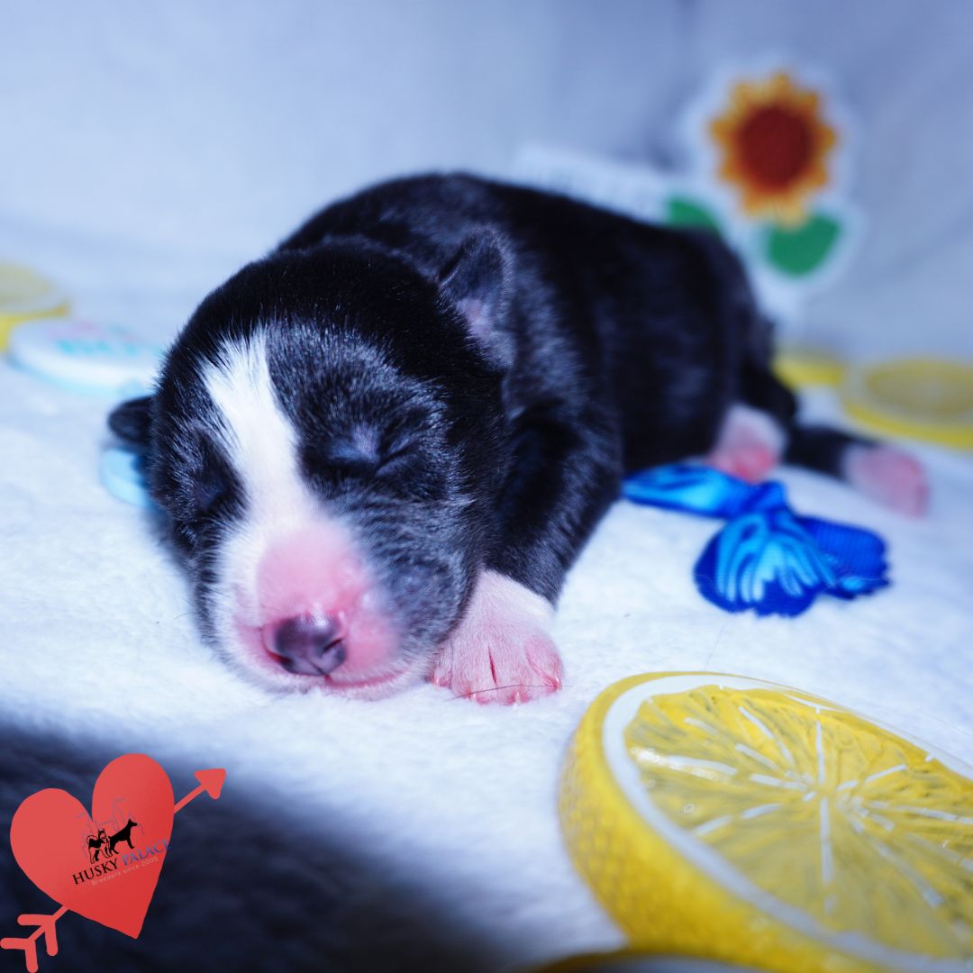 Siberian Husky Puppies For Sale