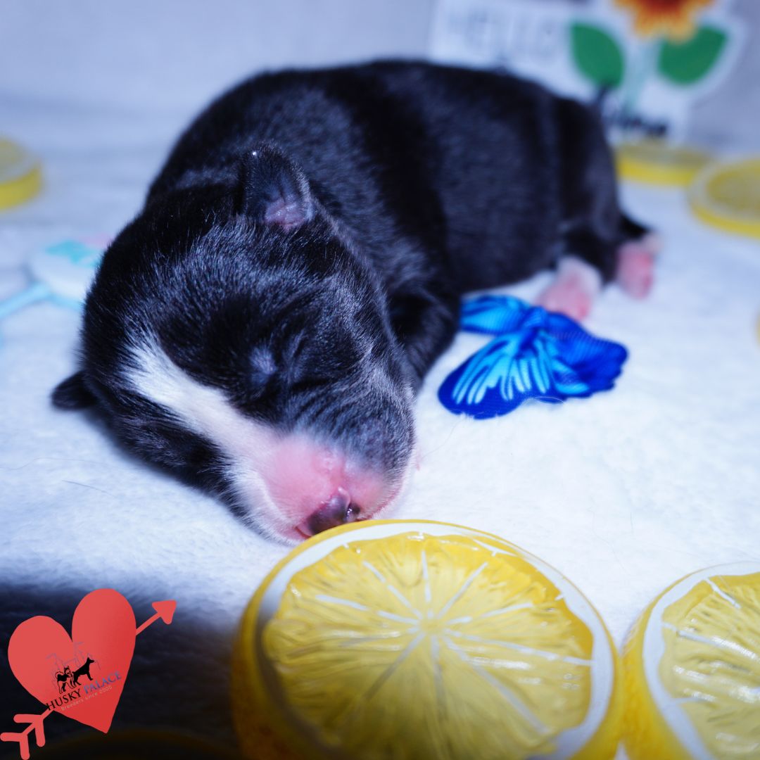 Siberian Husky Puppies For Sale
