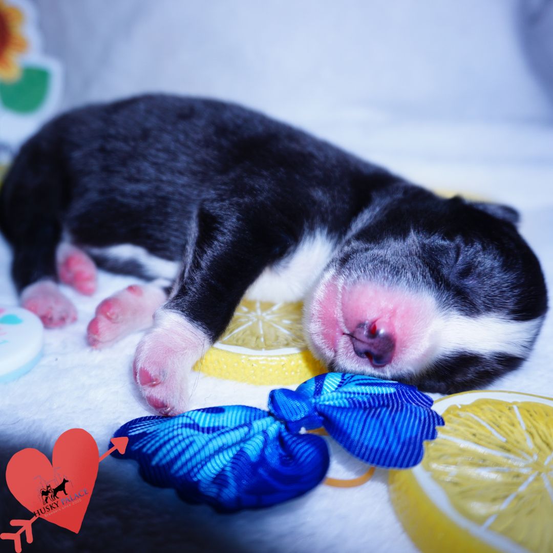 Siberian Husky Puppies For Sale