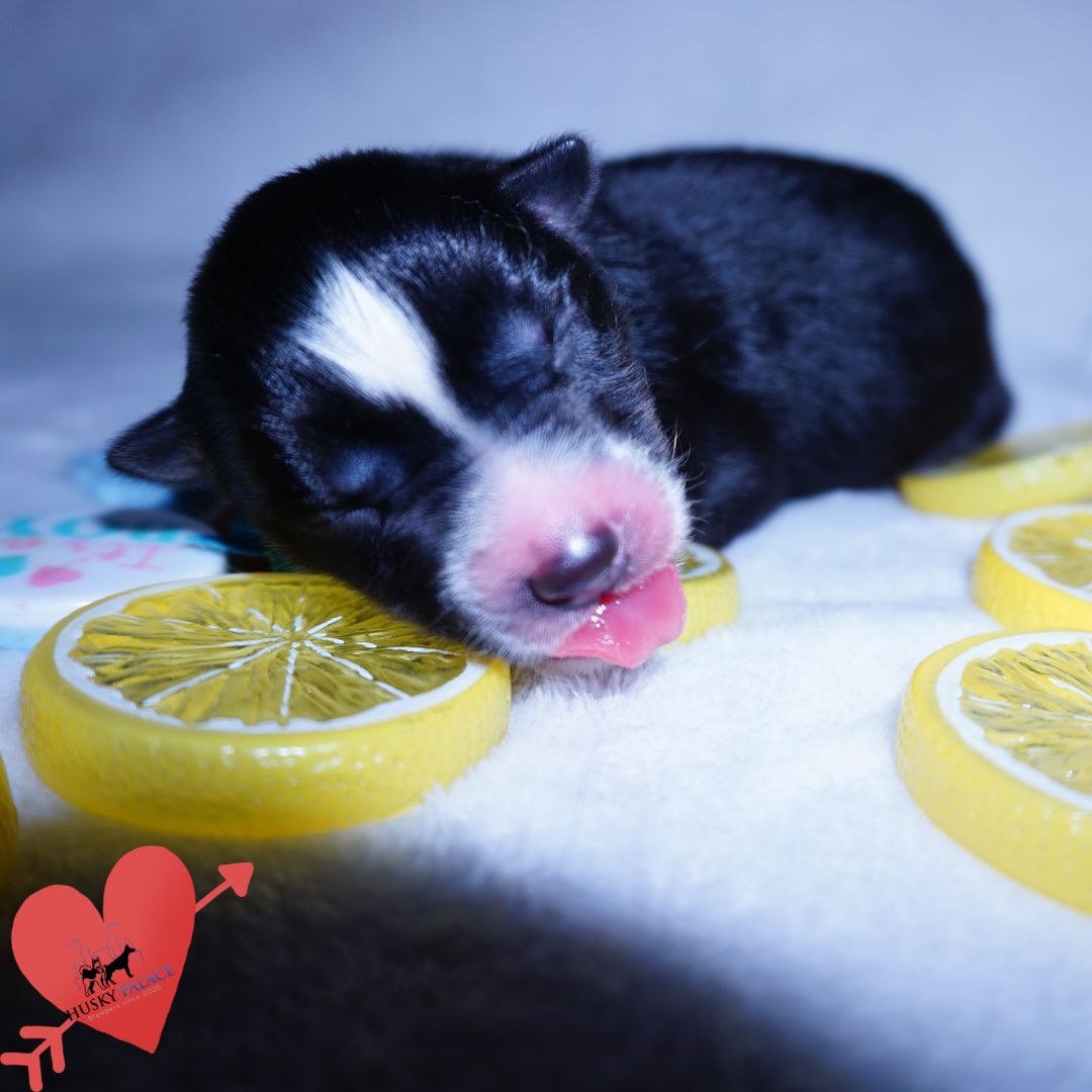 Siberian Husky Puppies For Sale