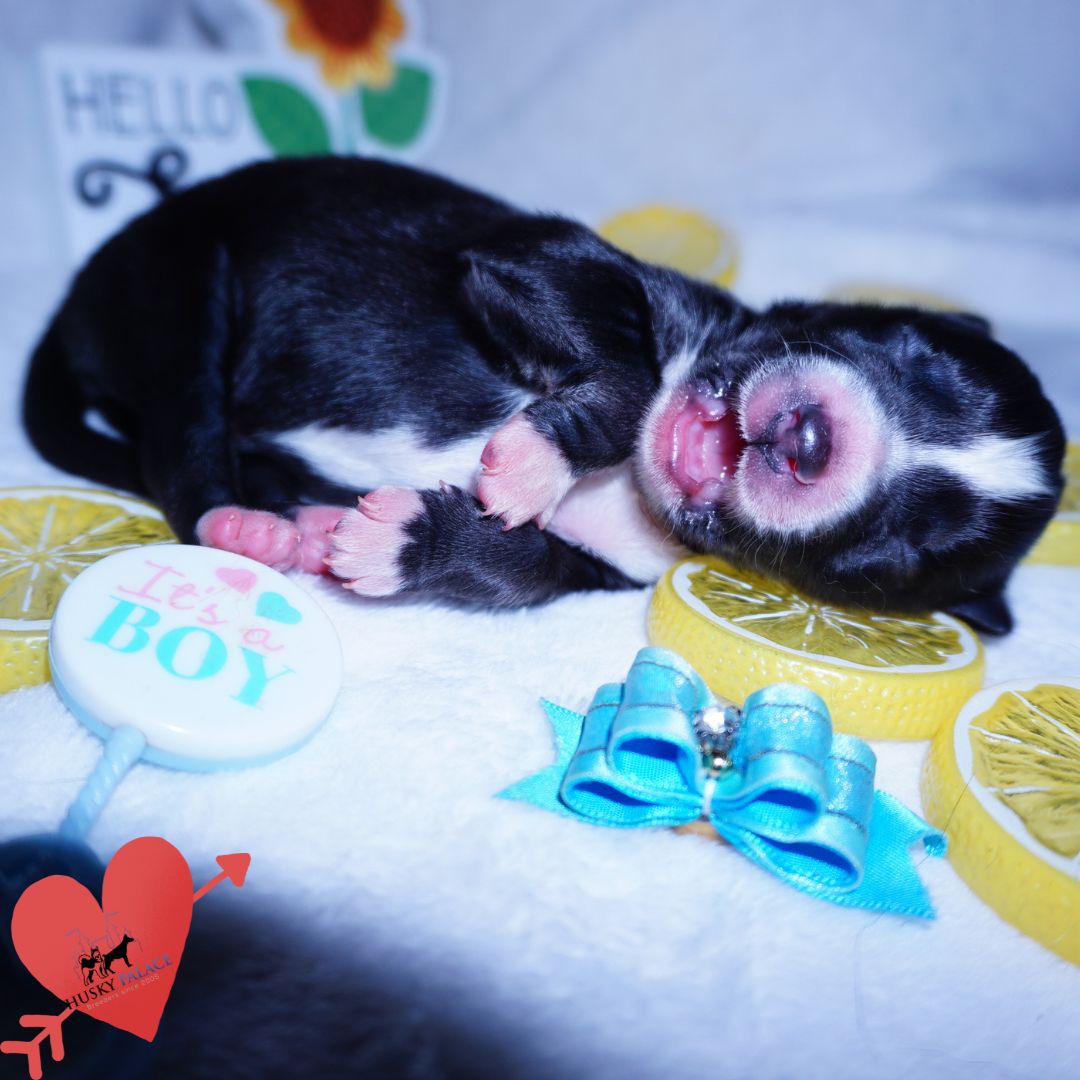 Siberian Husky Puppies For Sale