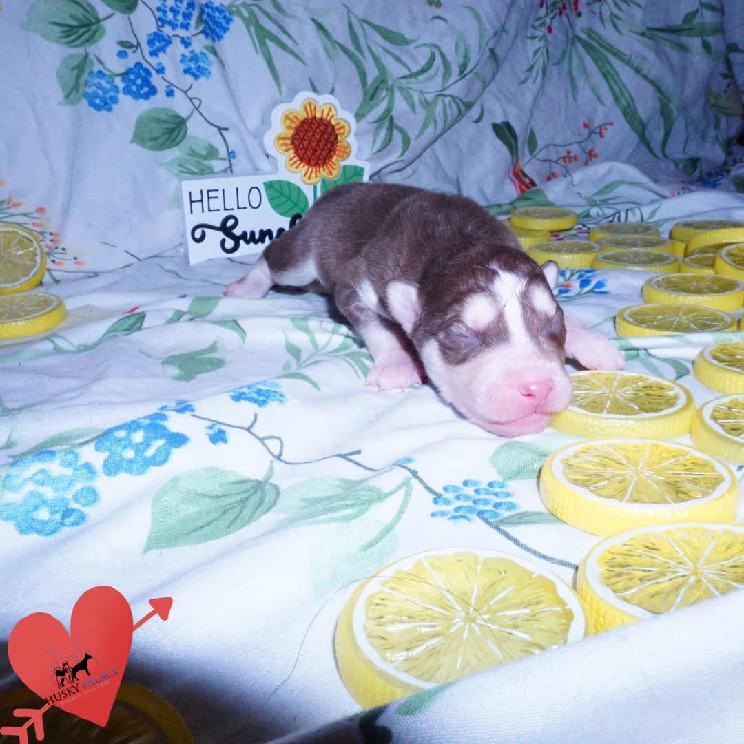 Siberian Husky Puppies For Sale
