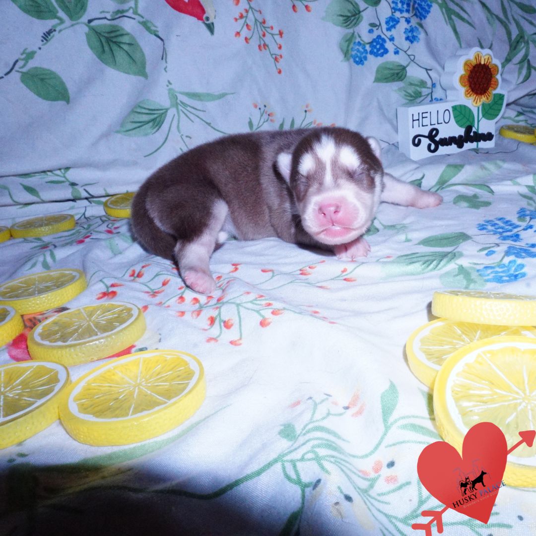 Siberian Husky Puppies For Sale