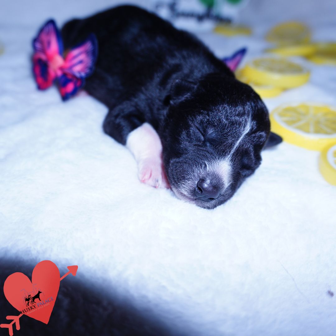 Siberian Husky Puppies For Sale
