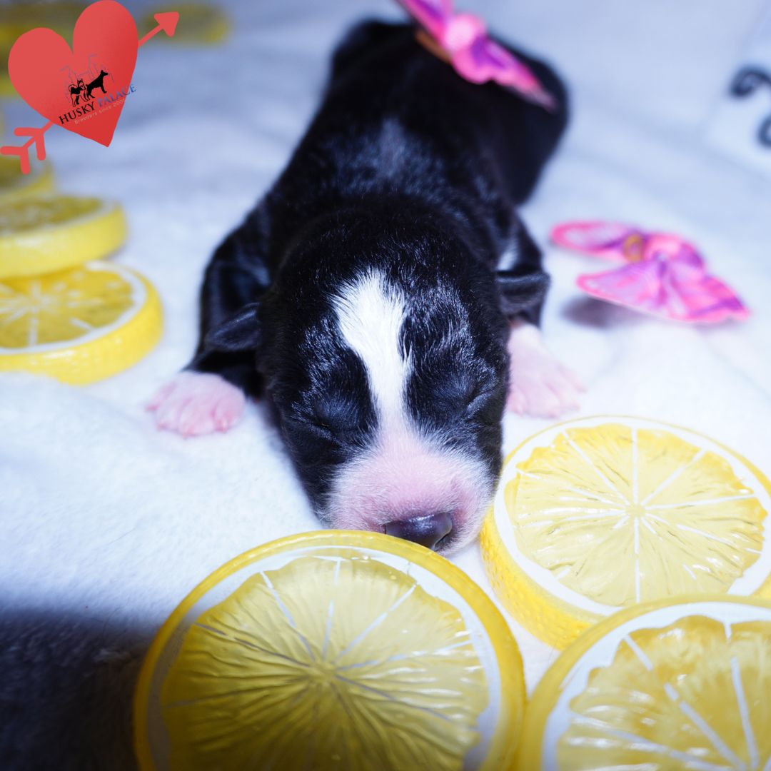 Siberian Husky Puppies For Sale