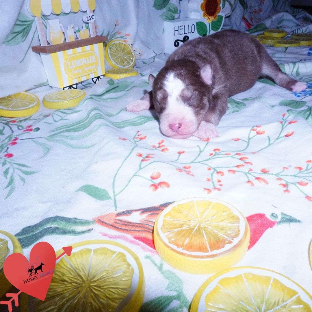 Siberian Husky Puppies For Sale