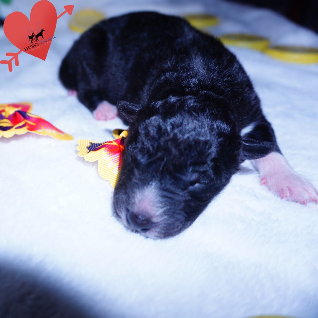 Siberian Husky Puppies For Sale