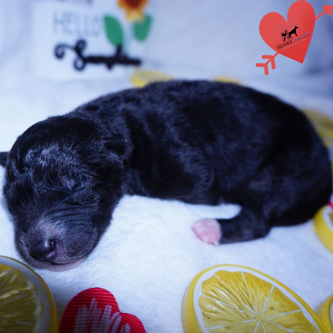 Siberian Husky Puppies For Sale