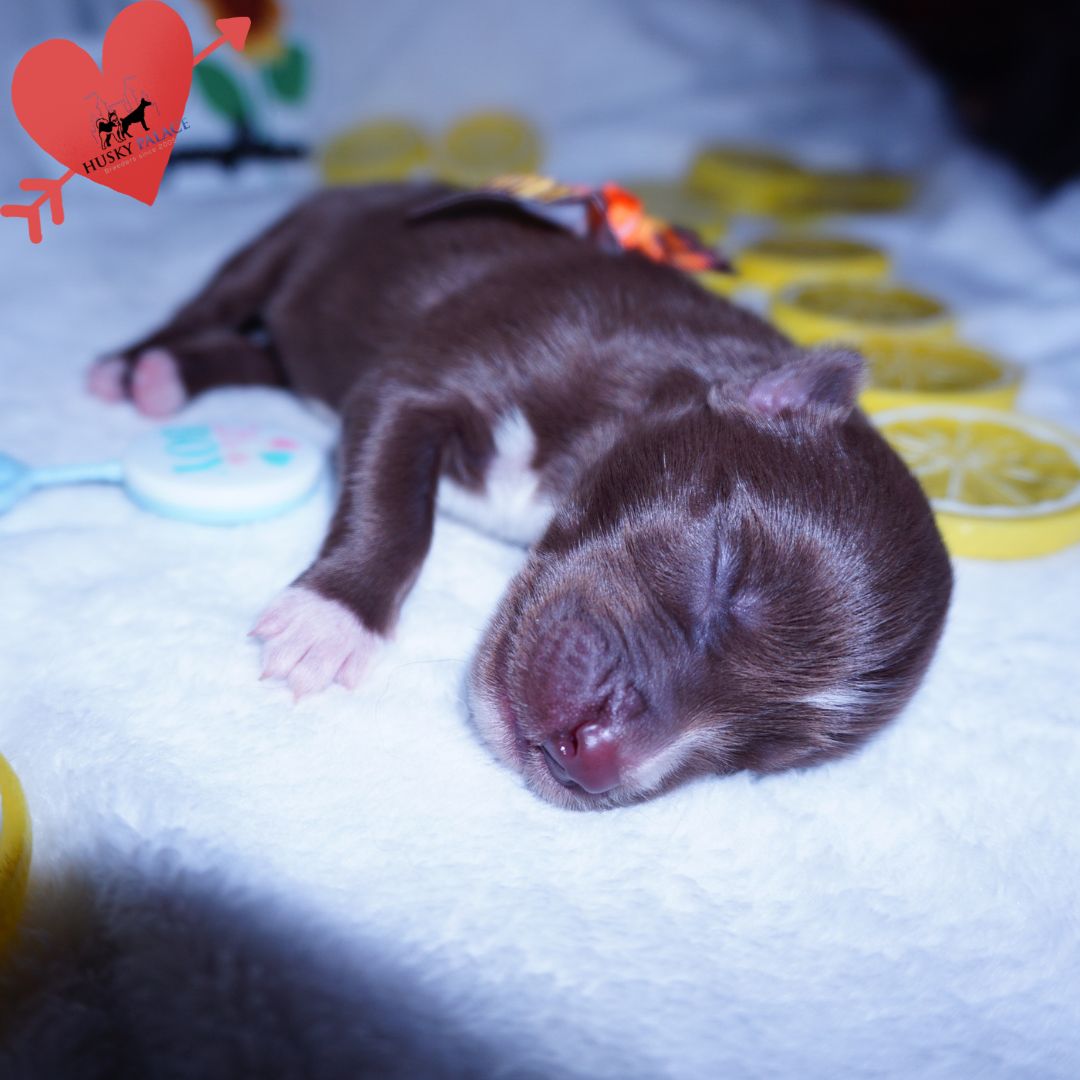 Siberian Husky Puppies For Sale