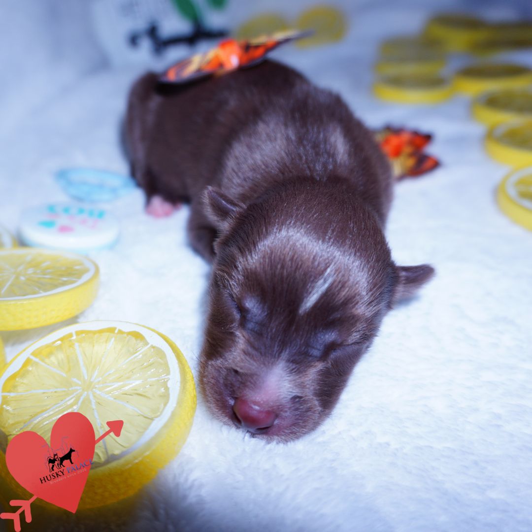 Siberian Husky Puppies For Sale