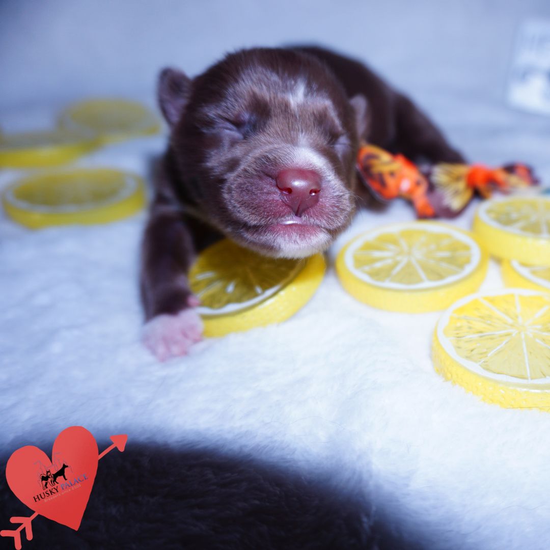 Siberian Husky Puppies For Sale