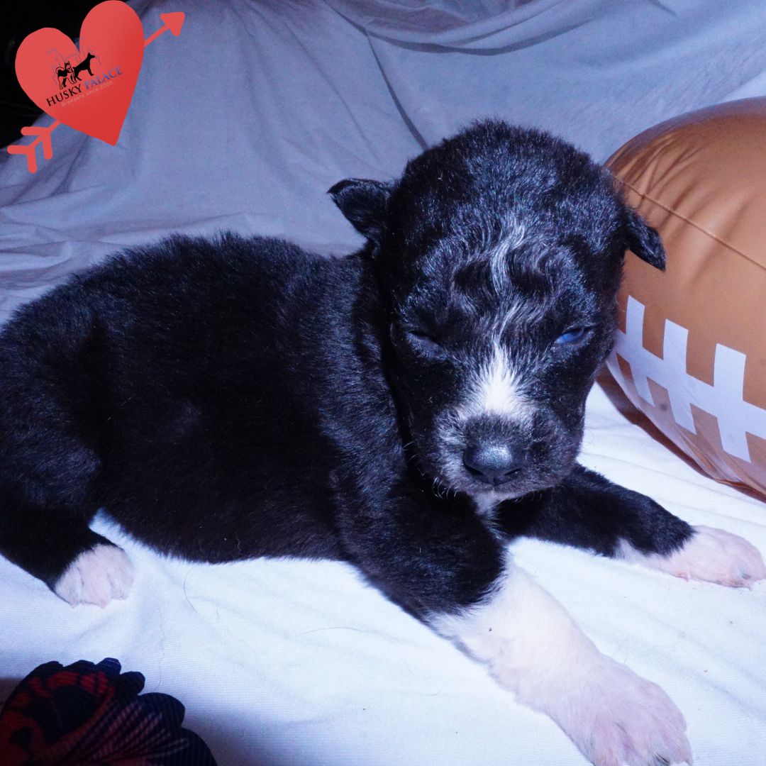 akc Black Husky Puppy Black Husky Puppy