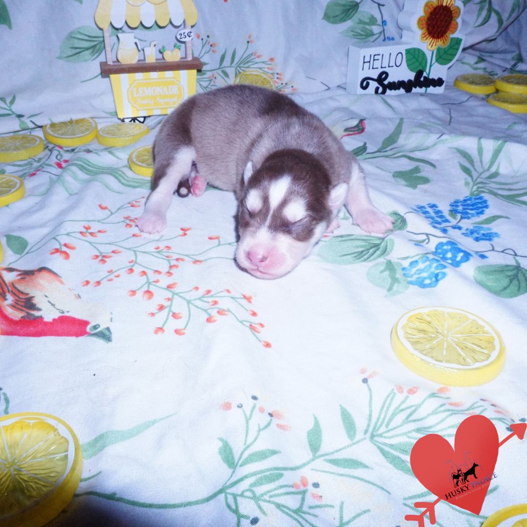 Siberian Husky Puppies For Sale