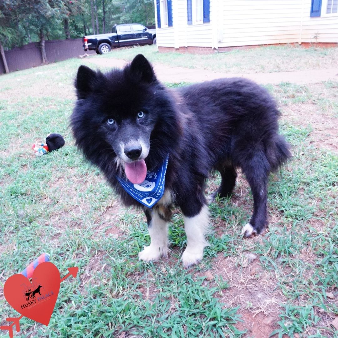 black husky black husky