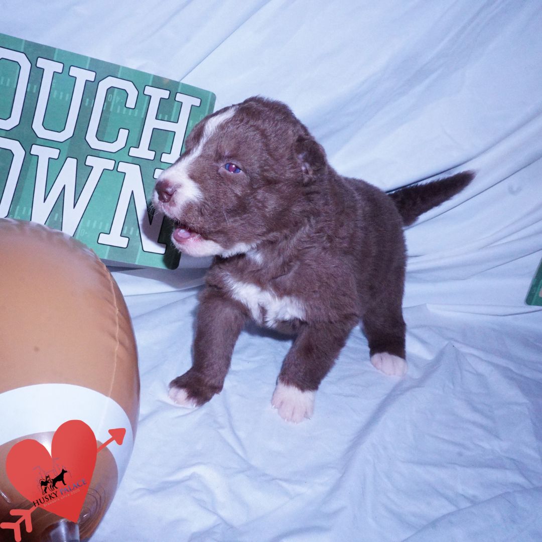 hera Champion Bloodlines Huskies Champion Bloodlines Huskies