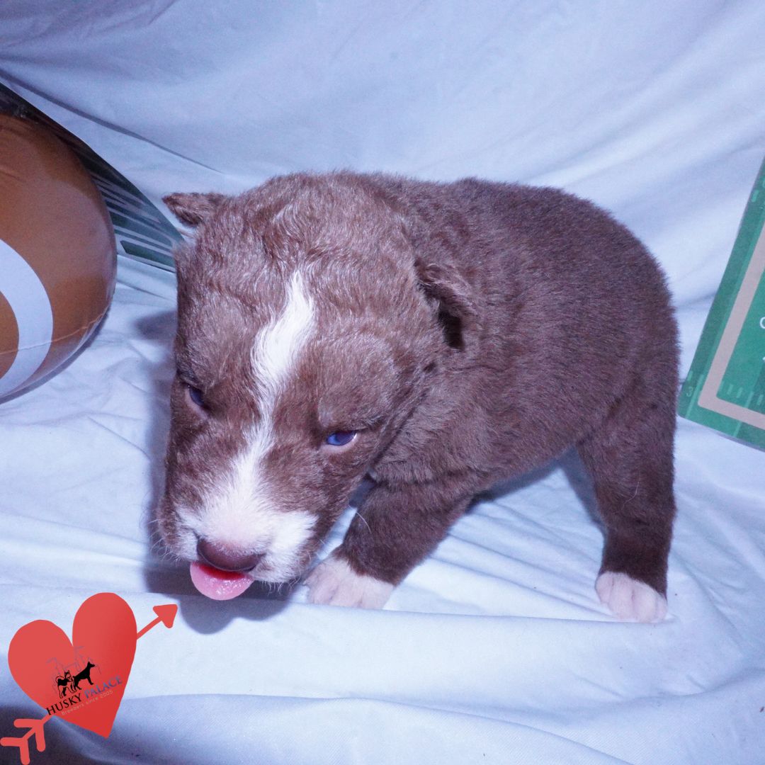hera, Champion Bloodlines Huskies Champion Bloodlines Huskies