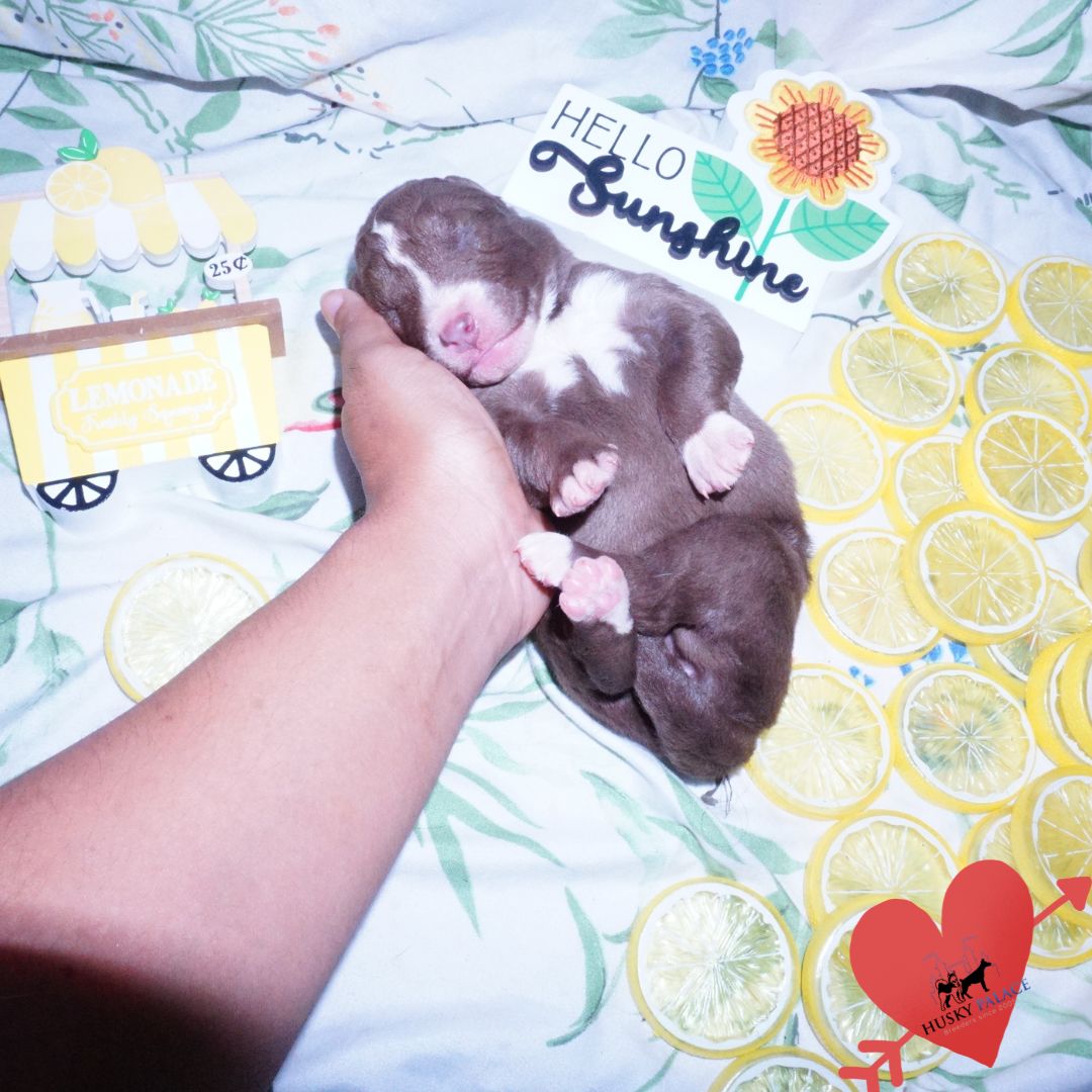 Siberian Husky Puppies For Sale