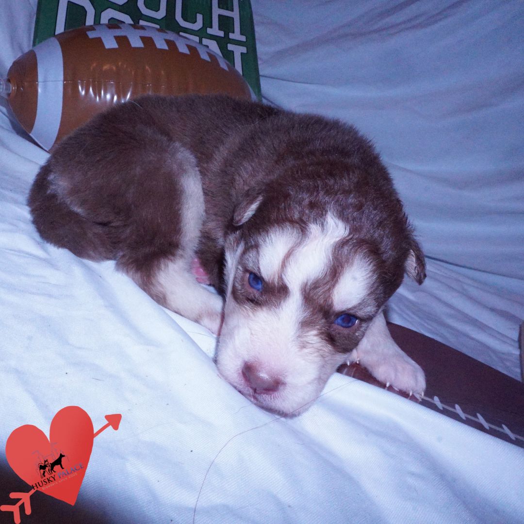 hercules Red Siberian Husky Red Siberian Husky