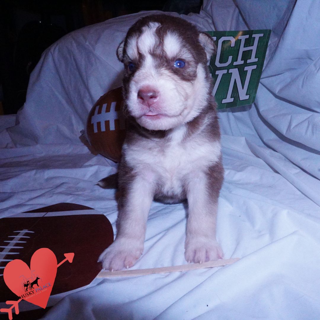 hercules – Red Siberian Husky Red Siberian Husky