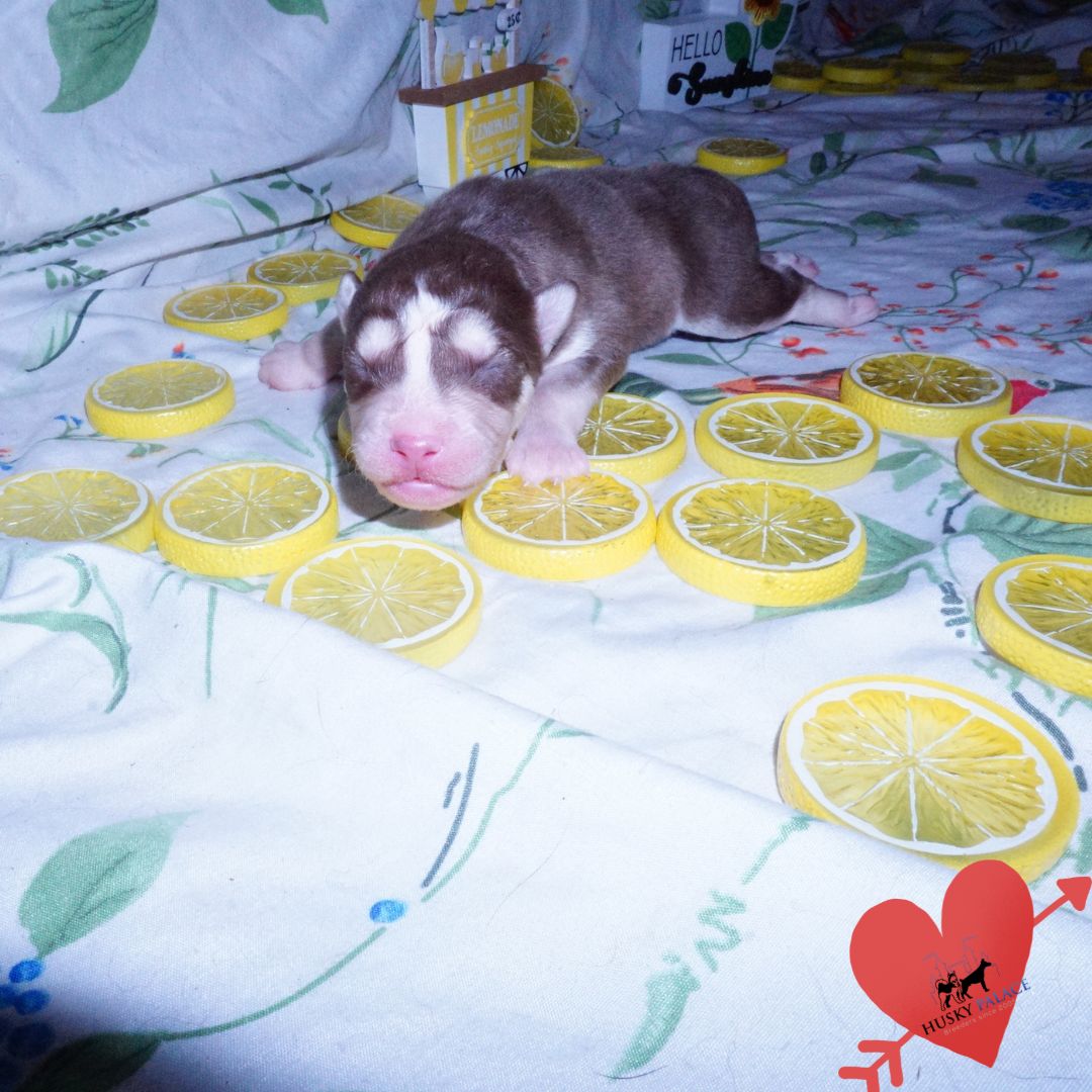 Siberian Husky Puppies For Sale