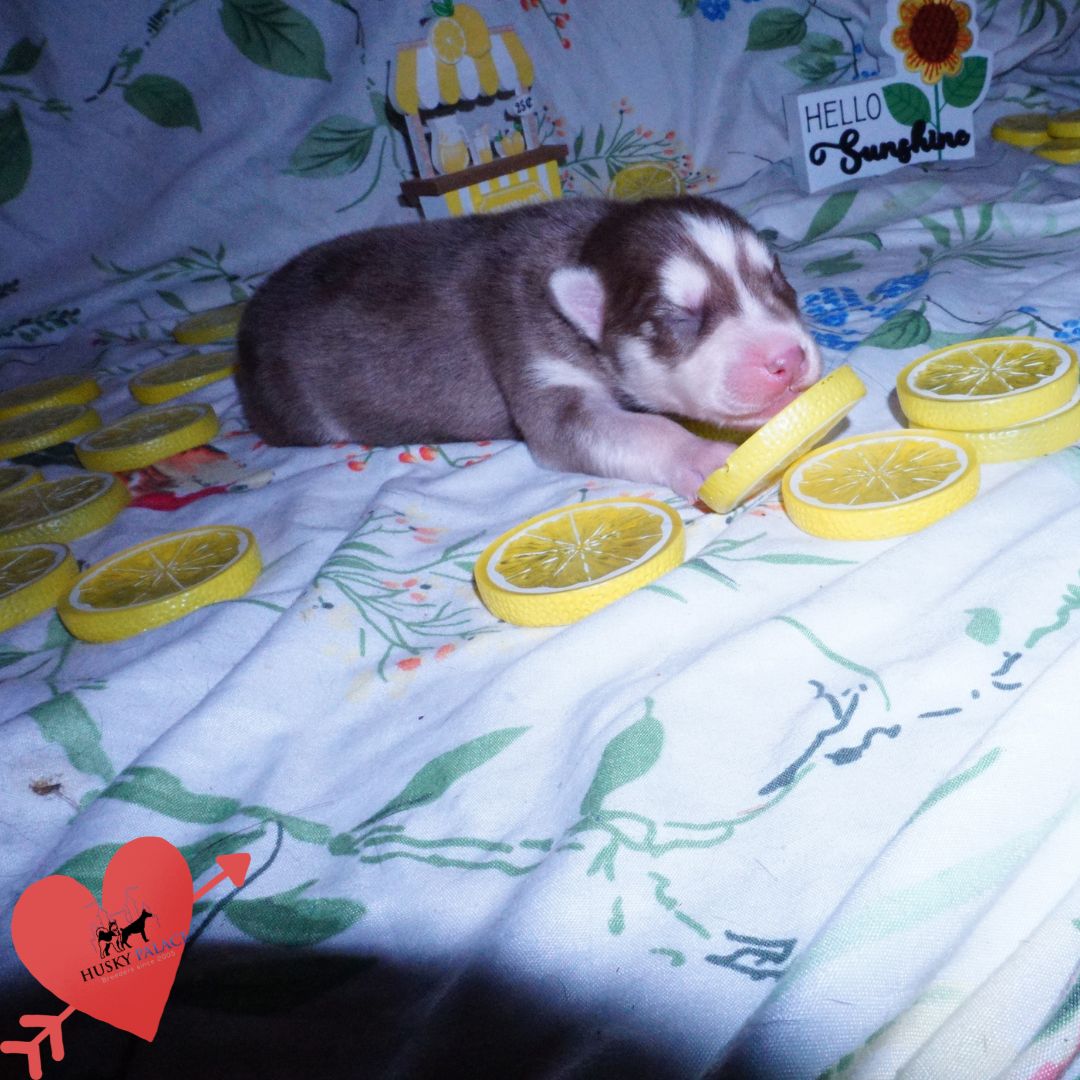 Siberian Husky Puppies For Sale