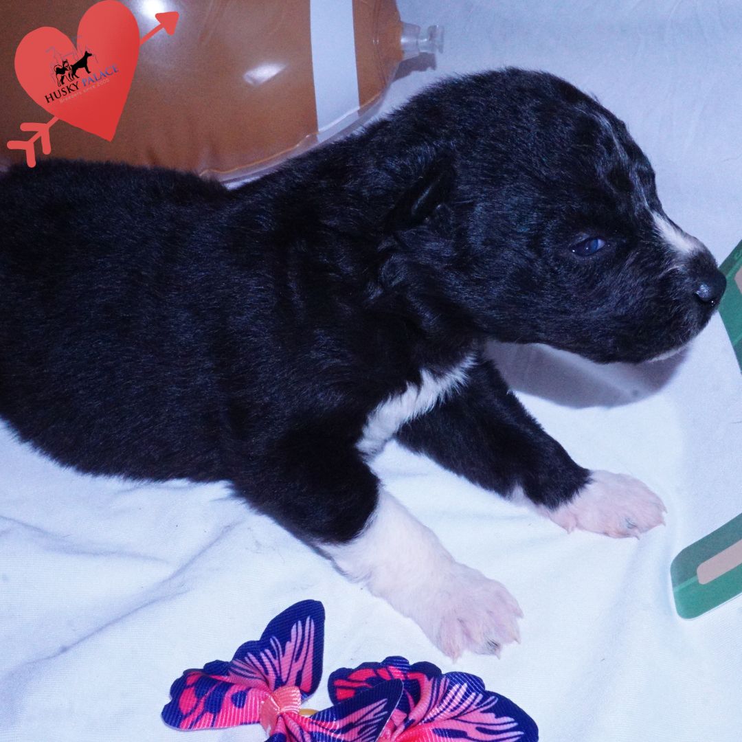 kate Black Husky Puppy Black Husky Puppy