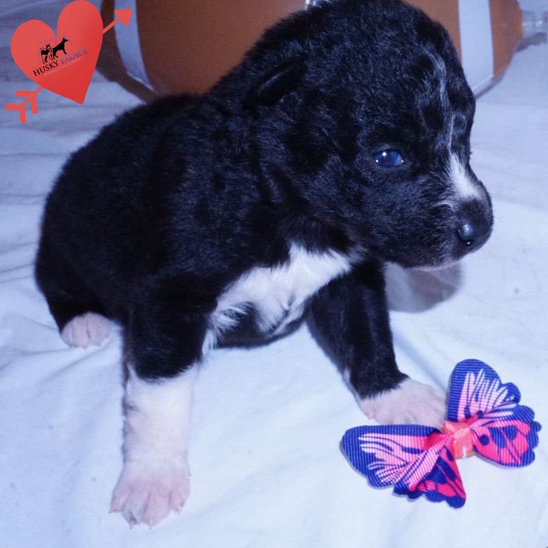 kate – Black Husky Puppy Black Husky Puppy