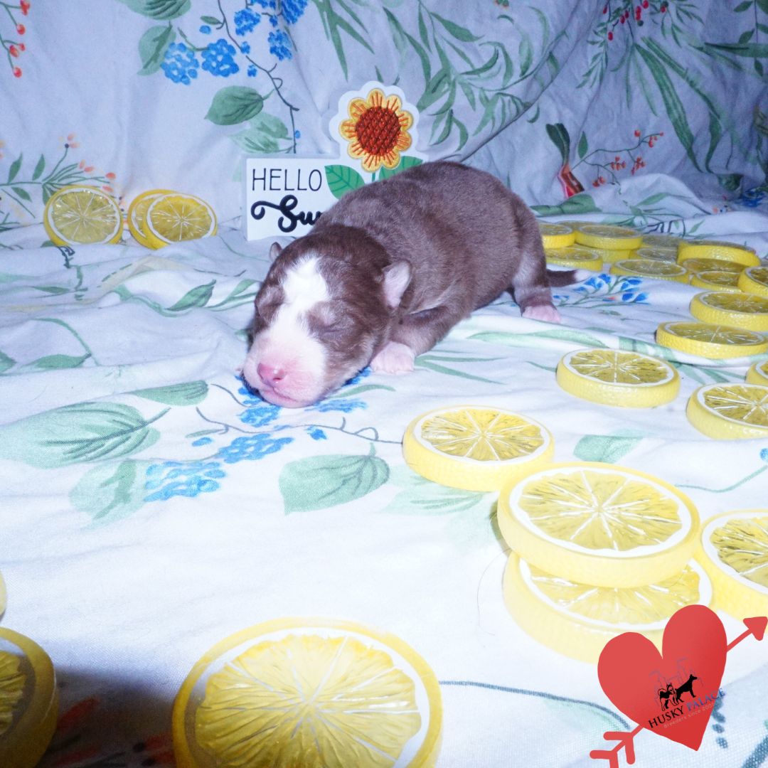 Siberian Husky Puppies For Sale