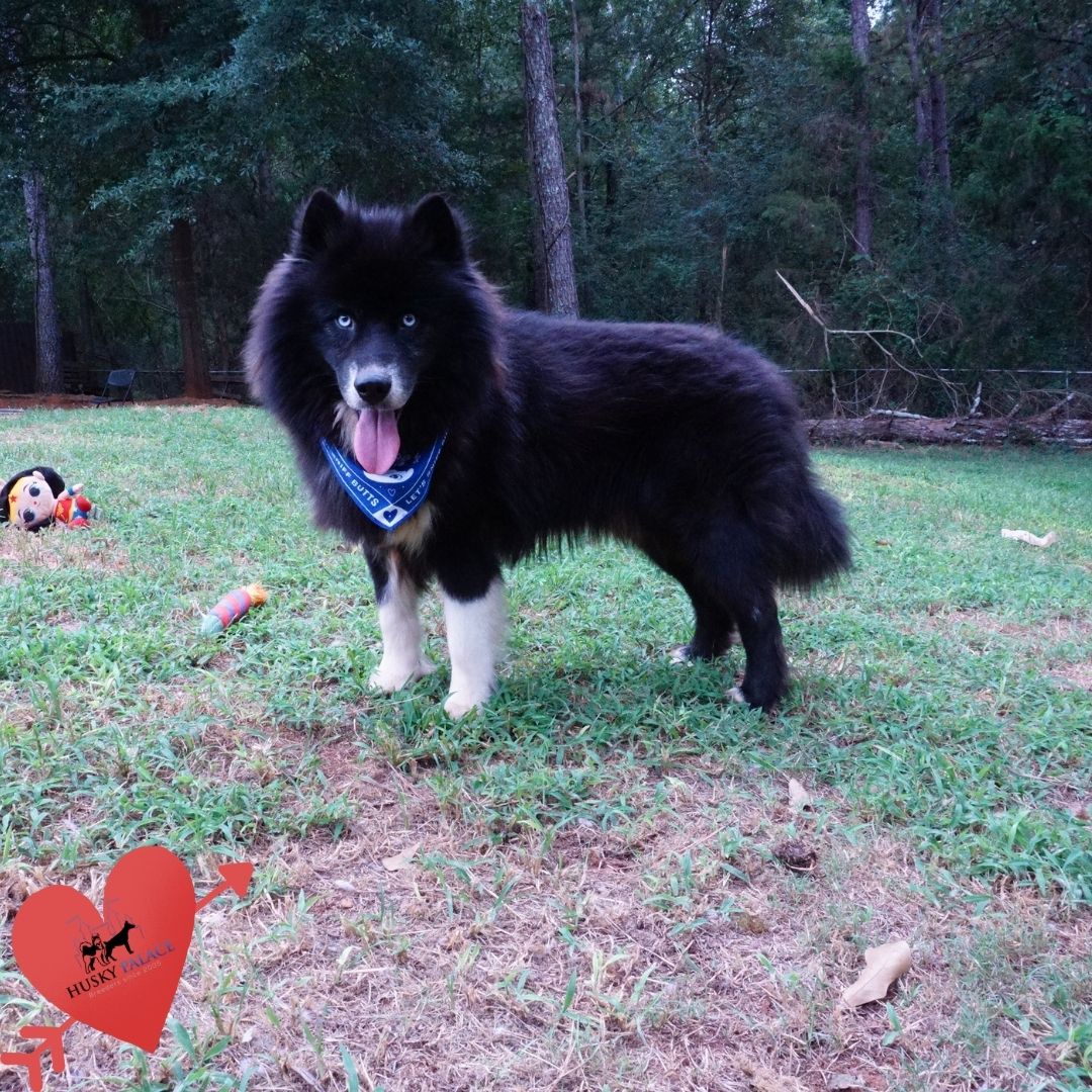 solid black husky solid black husky
