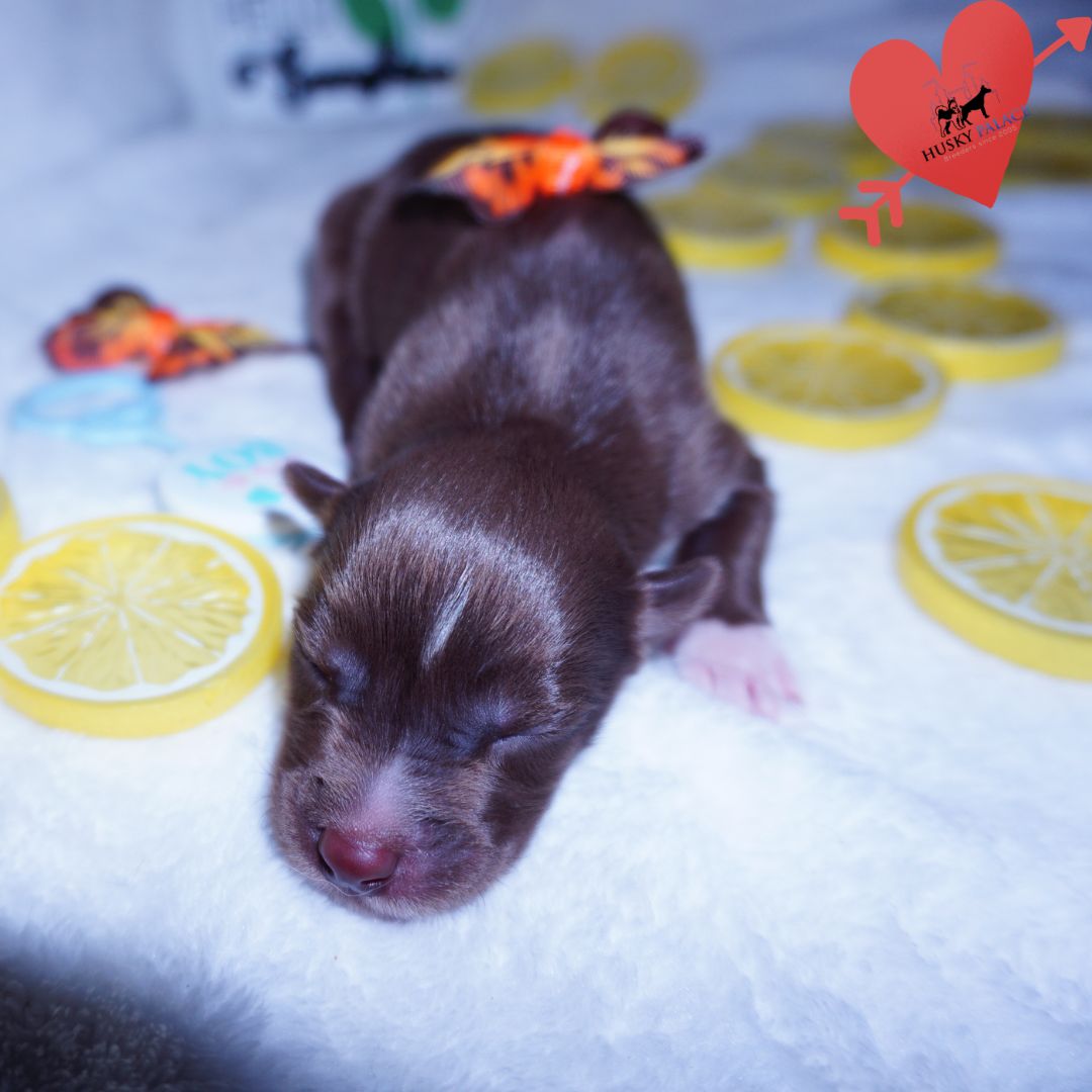 Siberian Husky Puppies For Sale
