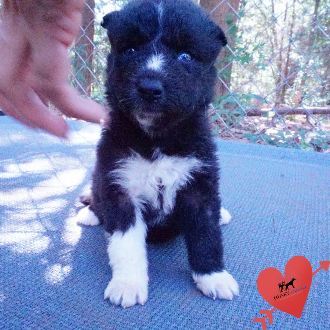 Black Husky Puppy anderson Black Husky Puppy