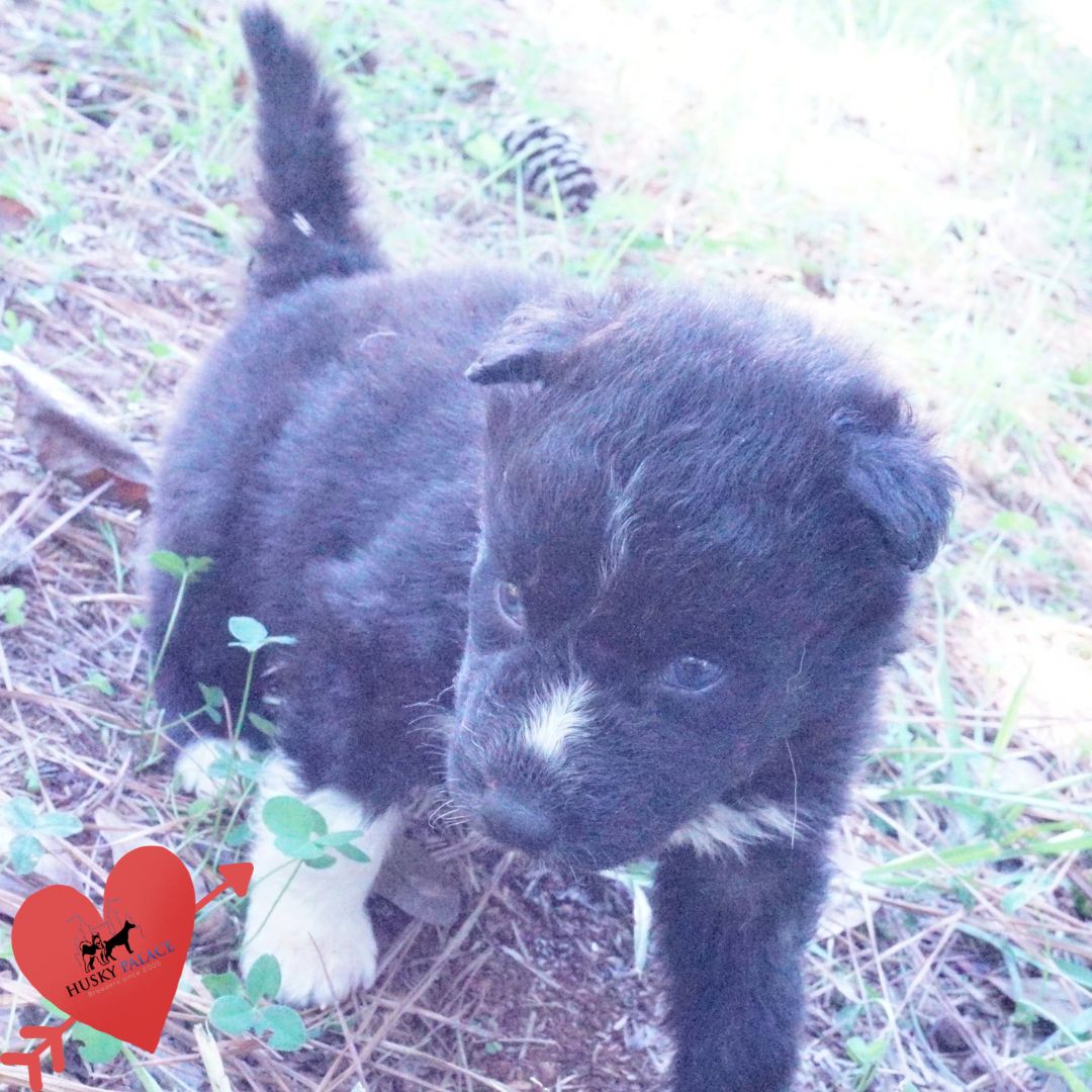 Black Husky Puppy florence Black Husky Puppy