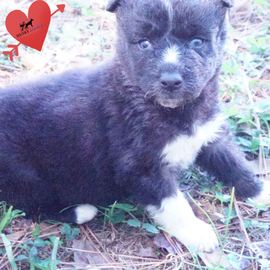 Black Husky Puppy greenville Black Husky Puppy