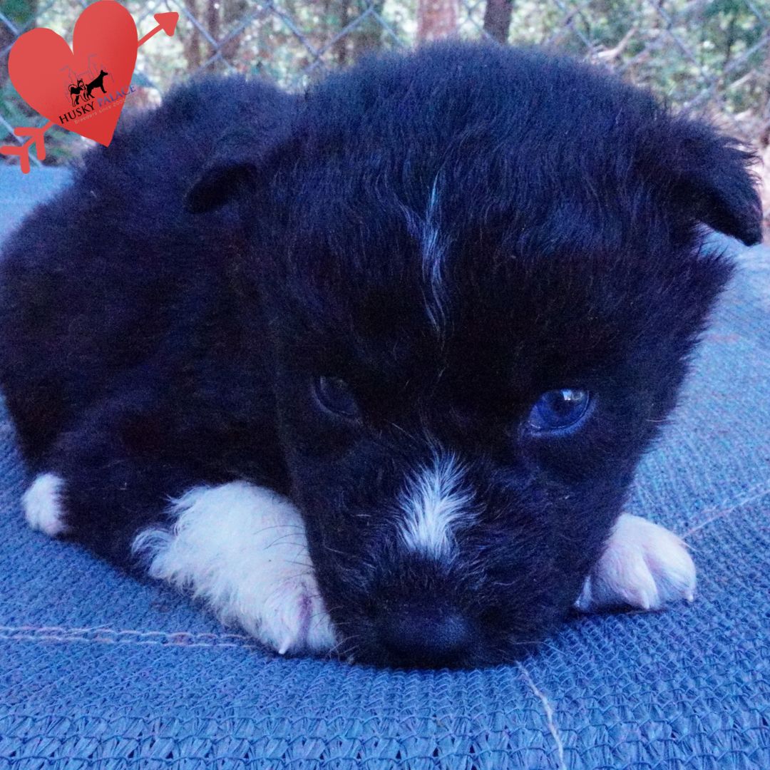 Black Husky Puppy marietta Black Husky Puppy