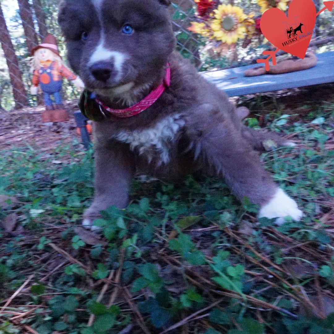 Champion Bloodlines Huskies elkin Champion Bloodlines Huskies