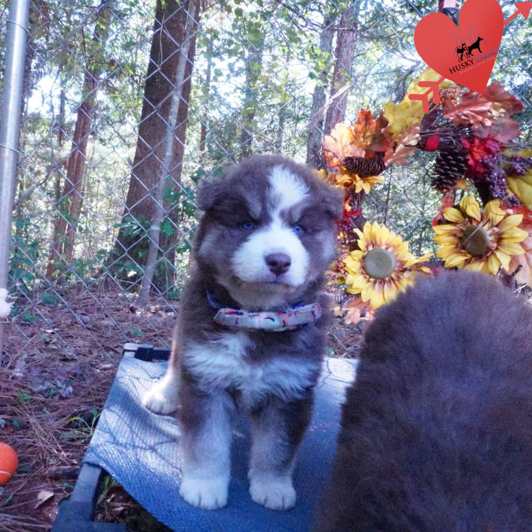 Cooper Siberian Huskies