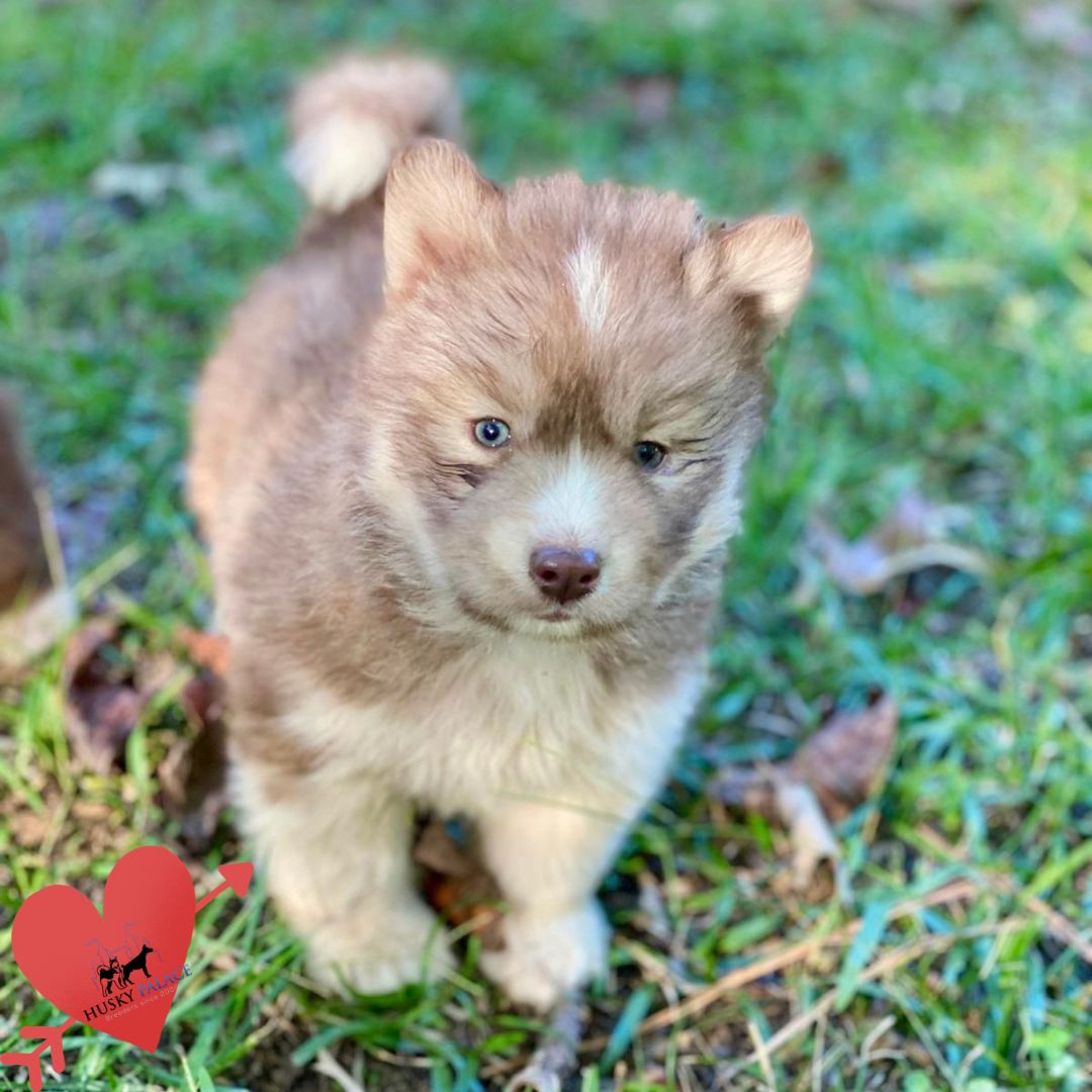 Copper Husky