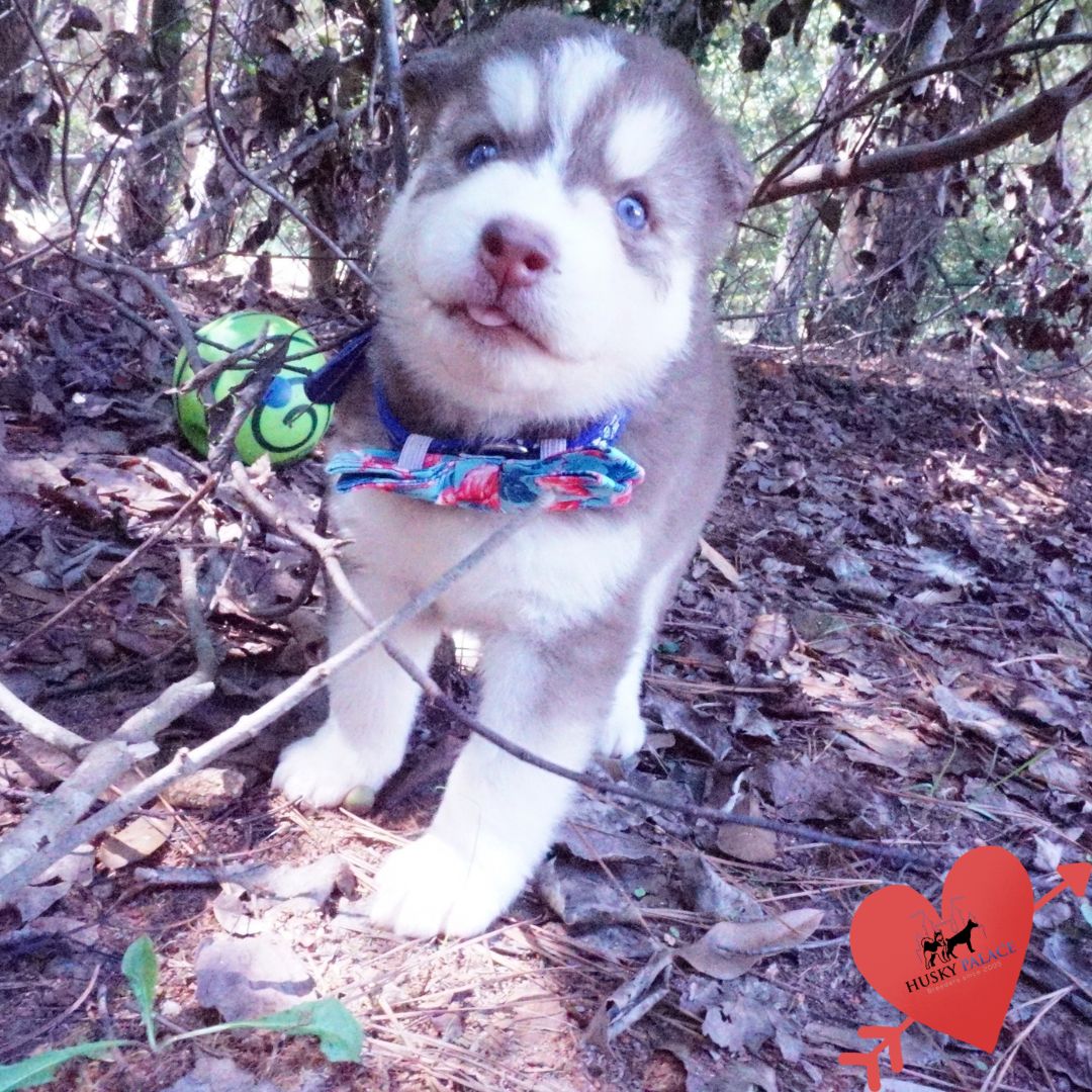 Red Siberian Husky andrson Red Siberian Husky
